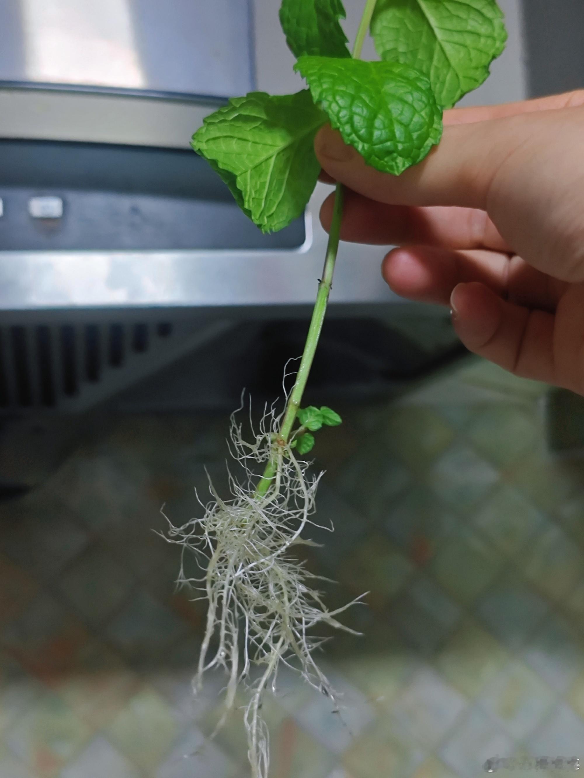 薄荷原来也能水培吗......原本种花盆里的一盆薄荷爆盆了，就剪了一些顶枝下来随
