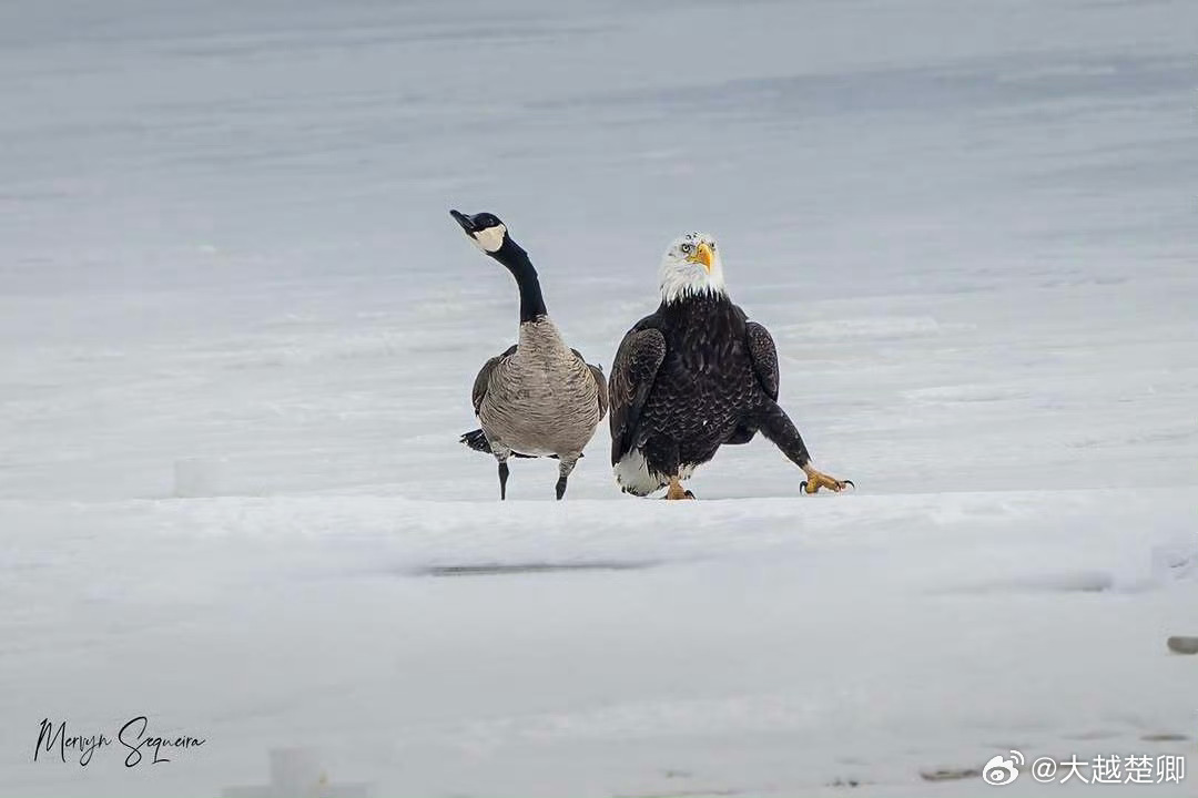 特朗普敦促泽连斯基加快与俄谈判。他说，泽连斯基本来就没牌，现在牌更少了。 