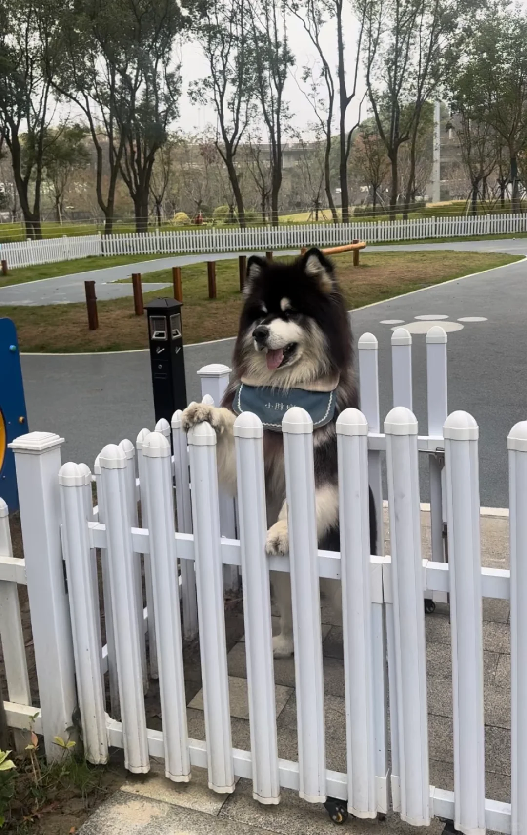 修狗日常