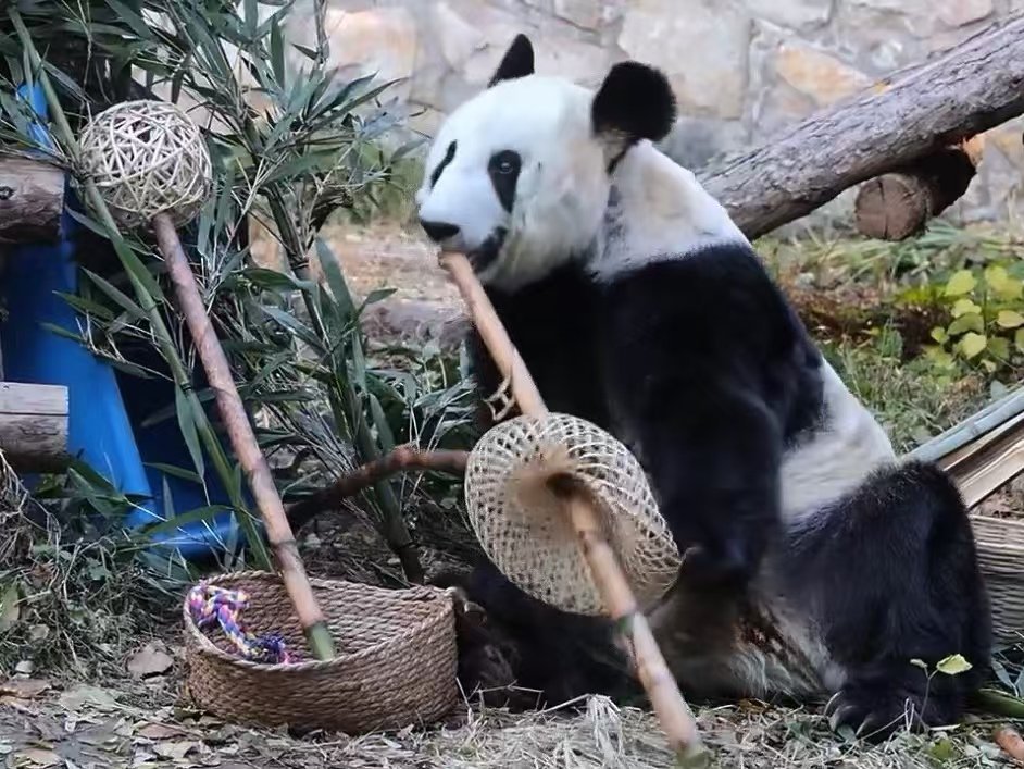 怎么看丫丫多少都有点乐器天赋在这……是不是像不像吹笛子？