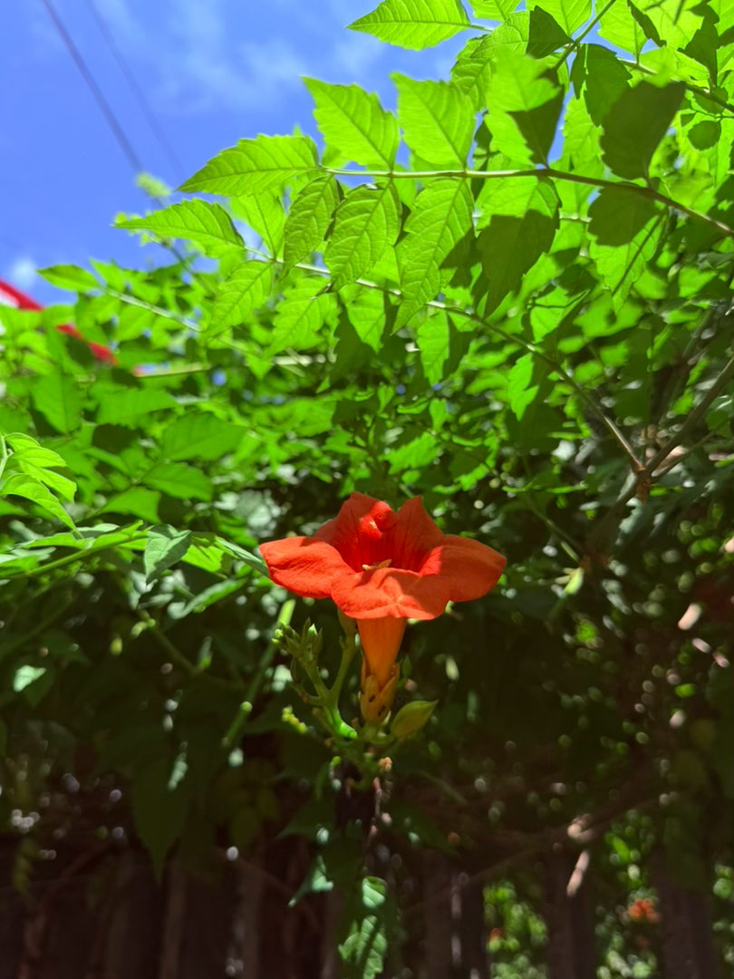 生活手记记录真实生活摄影摄影摄影 盛夏人间，藏尽温柔光景盛夏的风掠过街巷，抬眼望