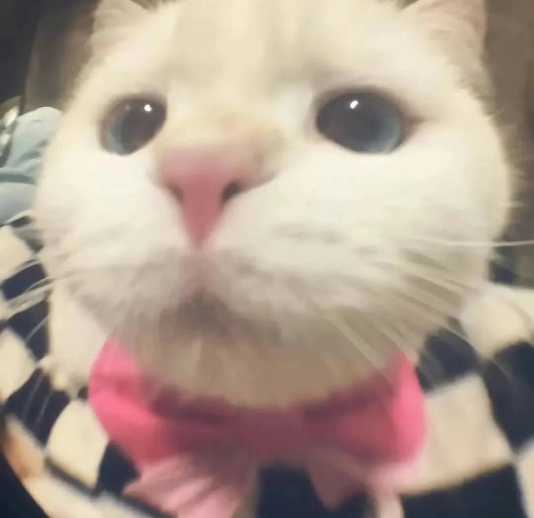 哈基米头像/可爱猫咪头像#无水印头像# ​​​