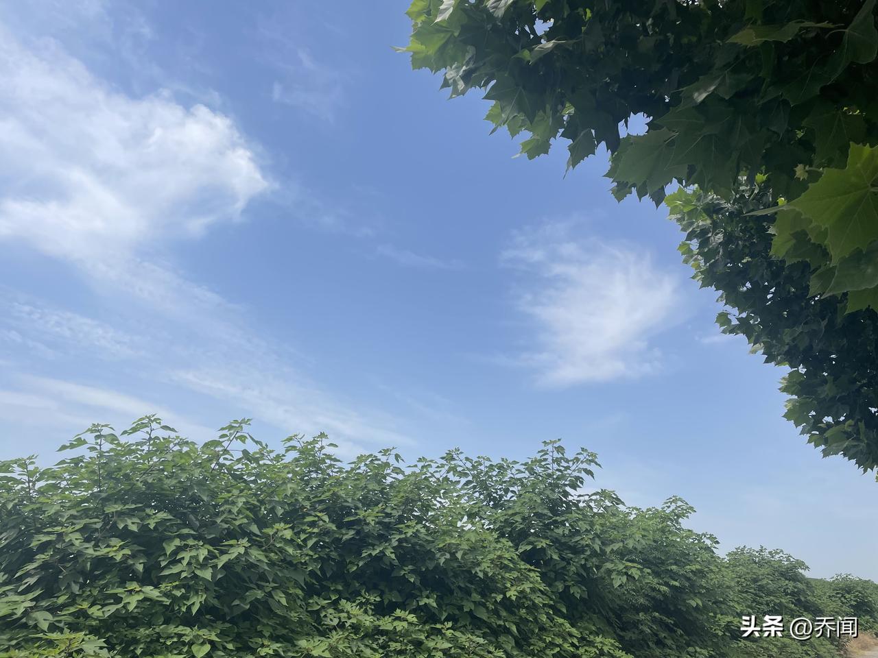 【七绝•人闲梦浅】
人闲梦浅落花轻，夜静帘摇照月明。
只怪春风多作意，惊出宿鸟绕