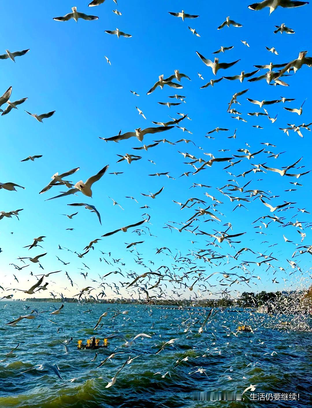 冬日生活打卡季冬季去哪里打卡？对来云南昆明游玩、出差、常住的人来说，当然是到海埂