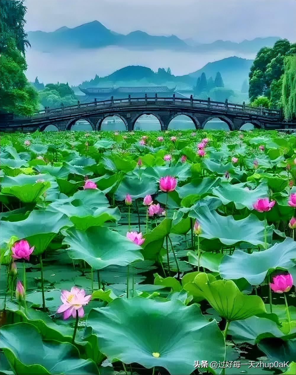 《荷桥暮坐》
——宋·杨万里
桥剪荷花两分开，
荷花留我不容回。
不胜好处荷桥坐