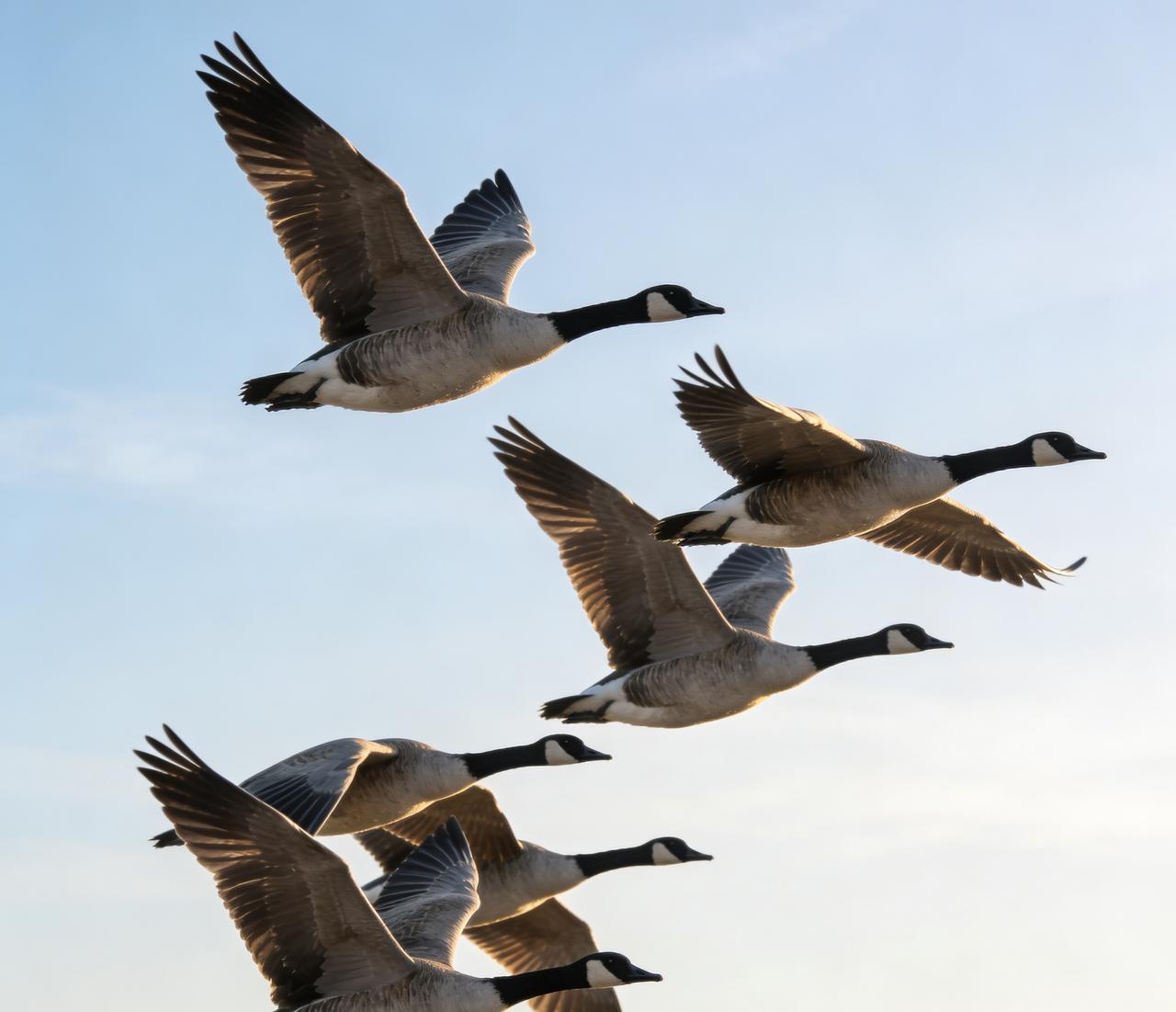 赏雕赏雁就是珲春！周末公交专线开通，一站尽览边陲春色

        虎头海雕