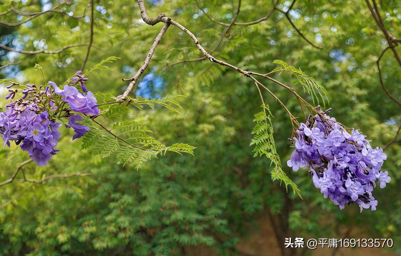 紫花藤在绿叶中绽放，那画面简直绝了！想象一下，嫩绿的叶子层层叠叠，像是给大地铺上