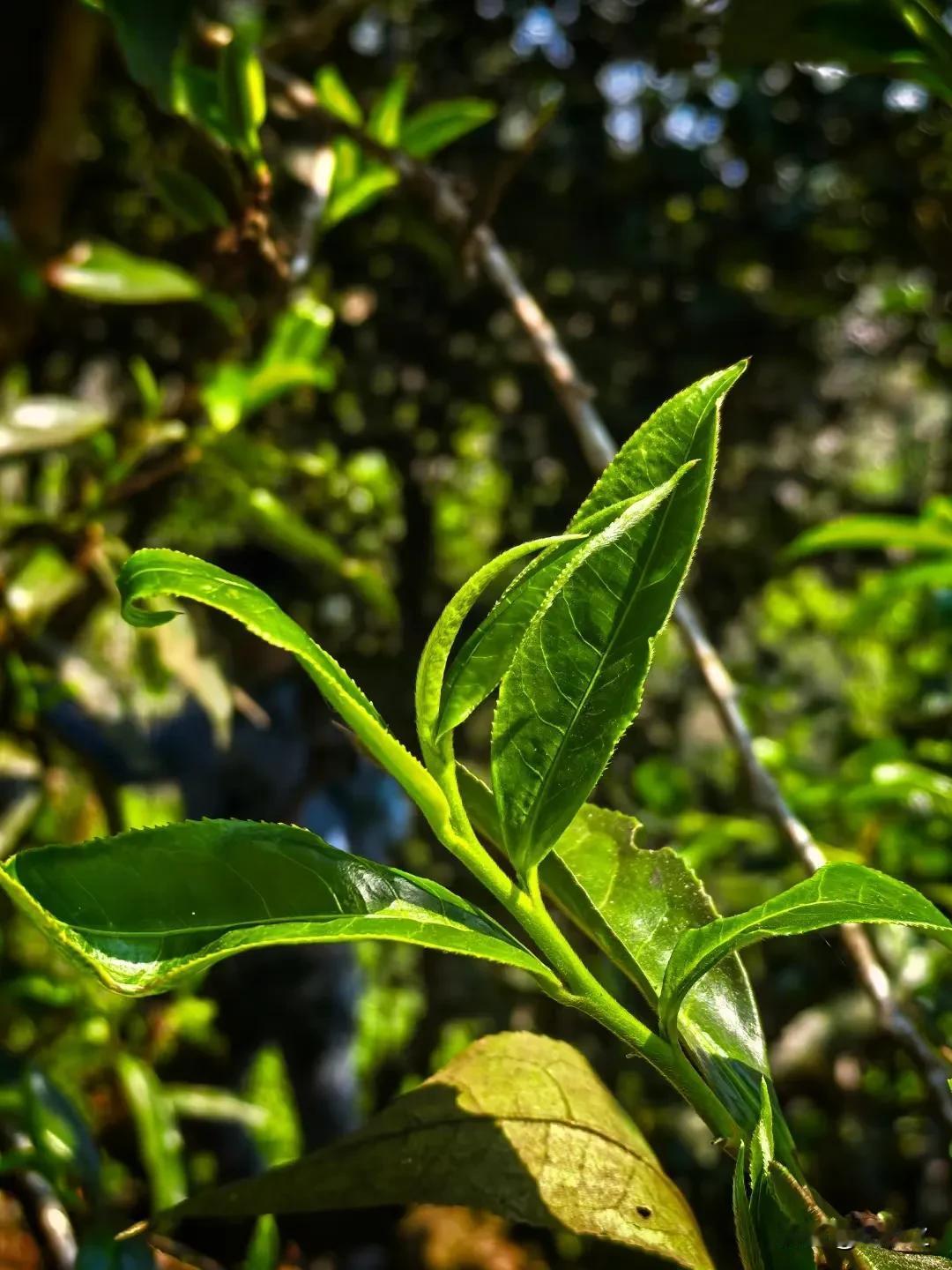 在烟火里谋生
在失意中寻梦
所有的奔扑是有意义的

从叶到茶，经历不尽苦难和磨砺
