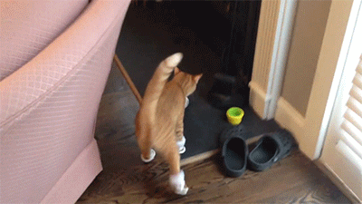 穿上鞋子猫猫都不会走路了 