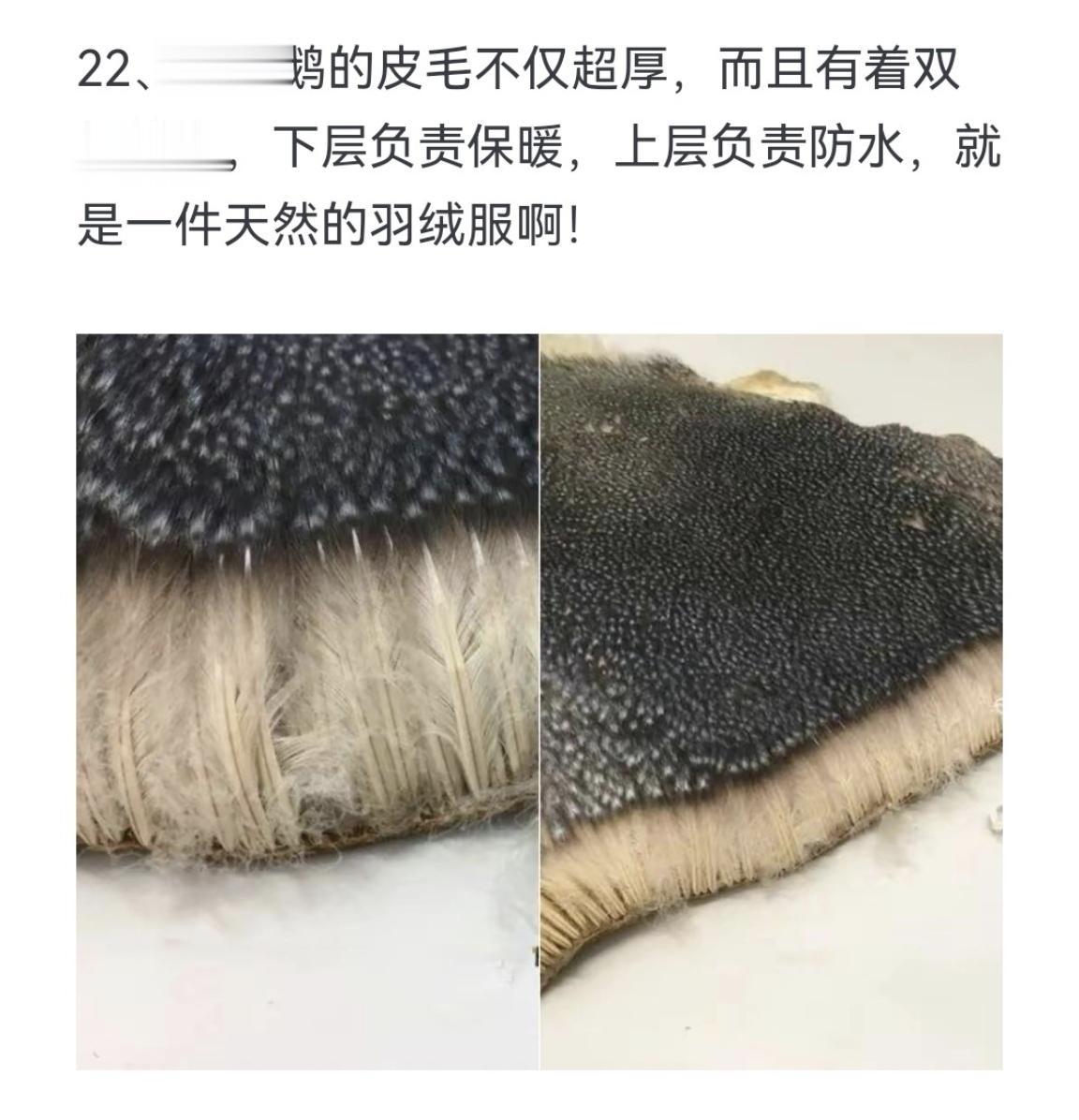 鹅企鹅的皮毛不仅超厚，而且有着双层结构，下层负责保暖，上层负责防水，就...