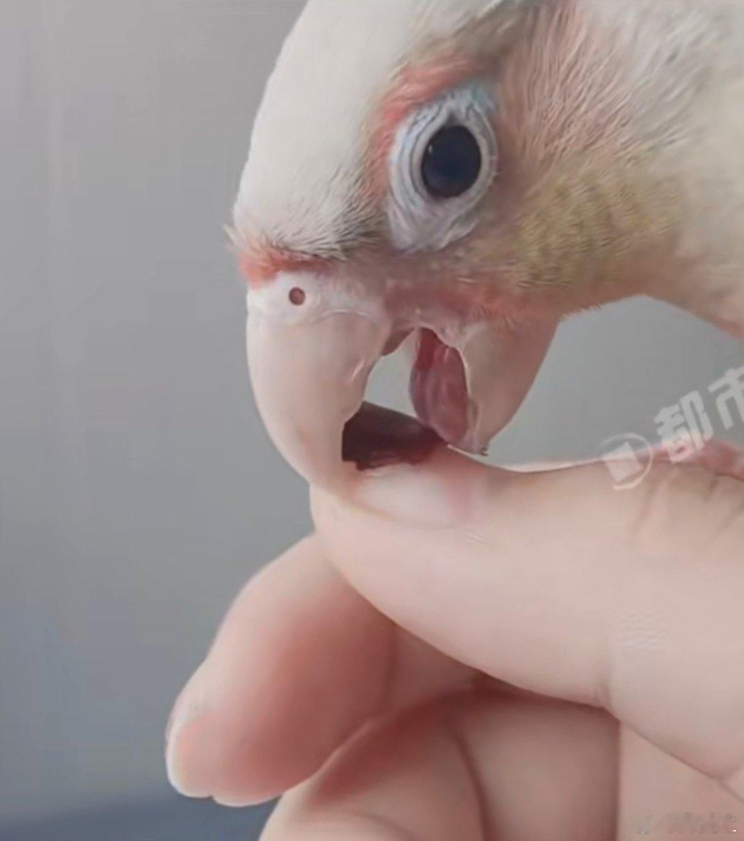 女子美甲被鹦鹉几口卸掉河南女子的漂亮美甲，在自家鹦鹉眼里成了新玩具，三下五除二就