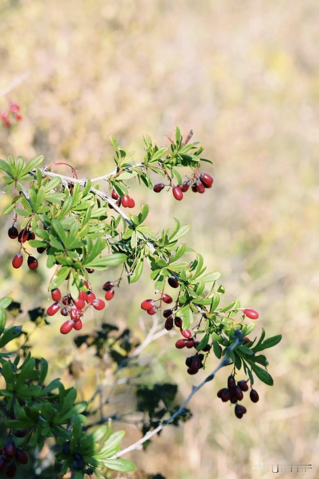 每日读书,每日抄书,能坚持多久?
       这个还是比较容易的，每天闲暇时间