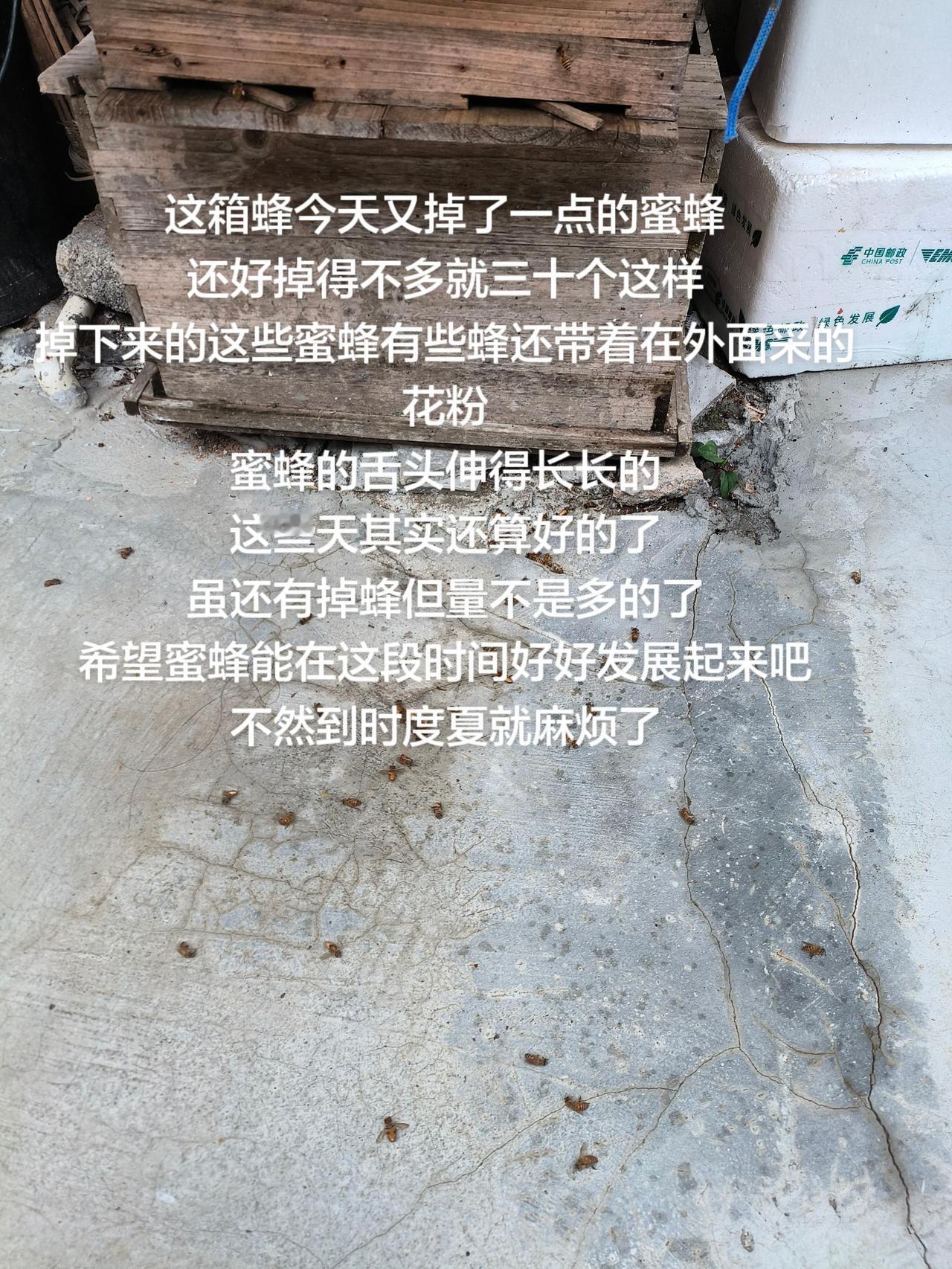 这箱蜂今天又掉了一点的蜜蜂
还好掉得不多就三十个这样
掉下来的这些蜜蜂有些蜂还带