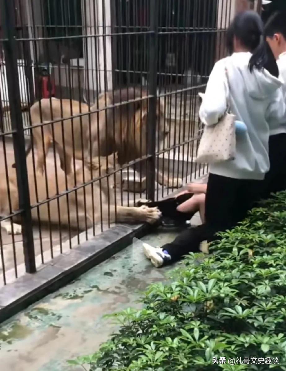 这孩子近距离投喂狮子，命悬一线。动物园开通投喂狮子项目，游客可以带实物投喂，但是