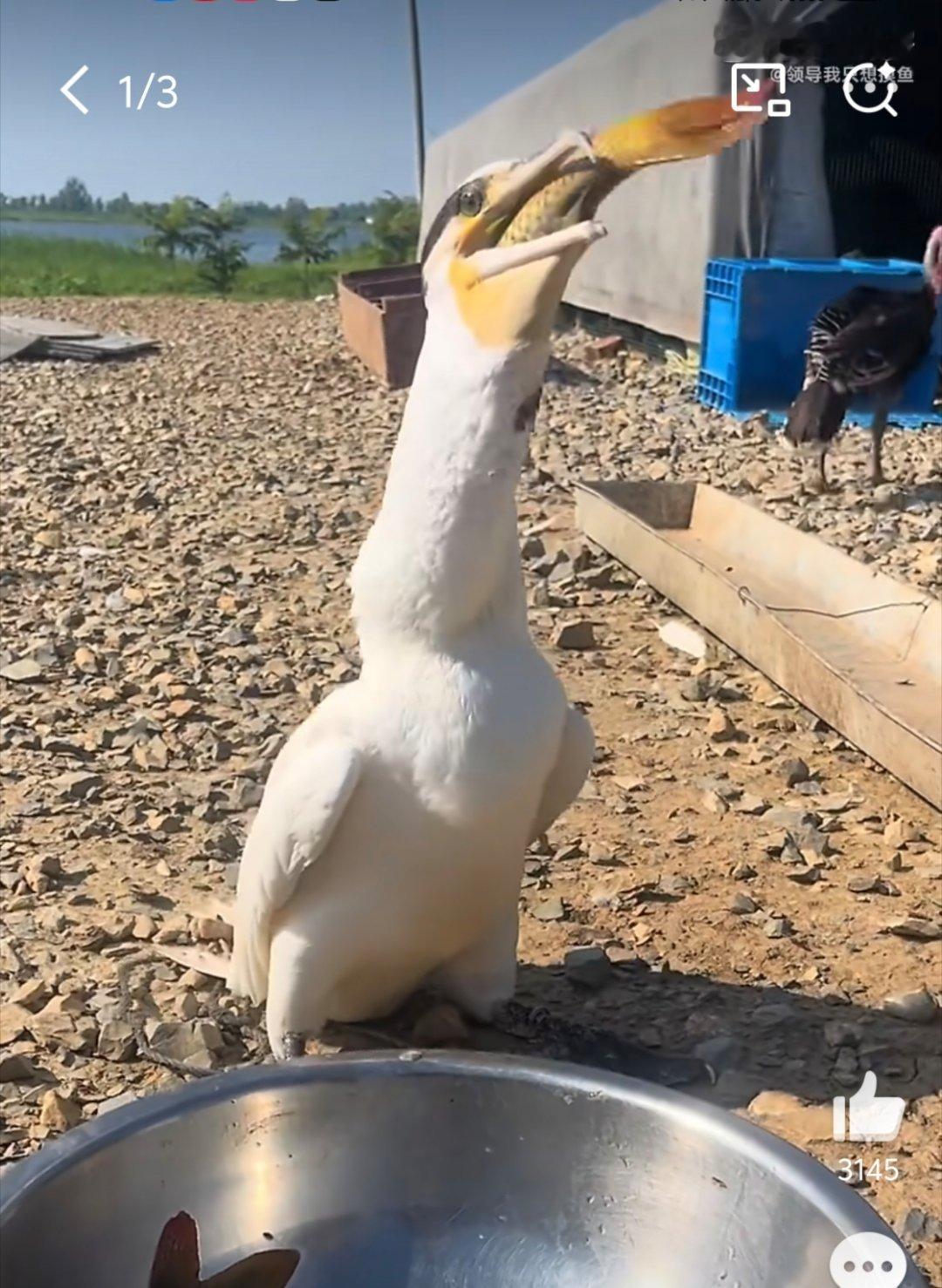 原来这就是小鸟胃啊小鸟胃风评被这鸟害了哈哈 