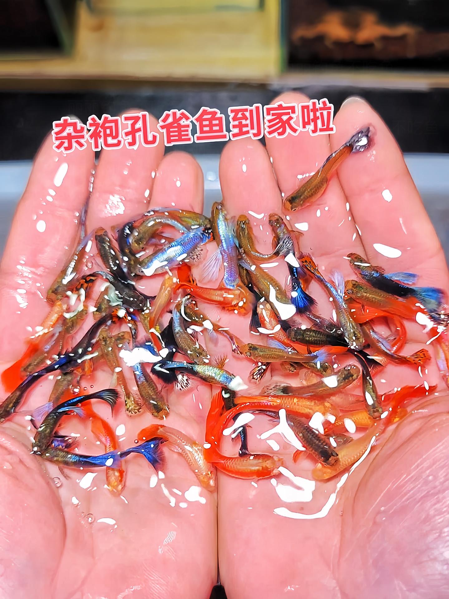 养鱼进阶不能错过杂袍孔雀鱼！繁殖力惊人，给你带来满满的惊喜，感受生命繁...