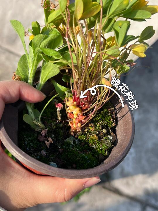 晚花也开始生崽了