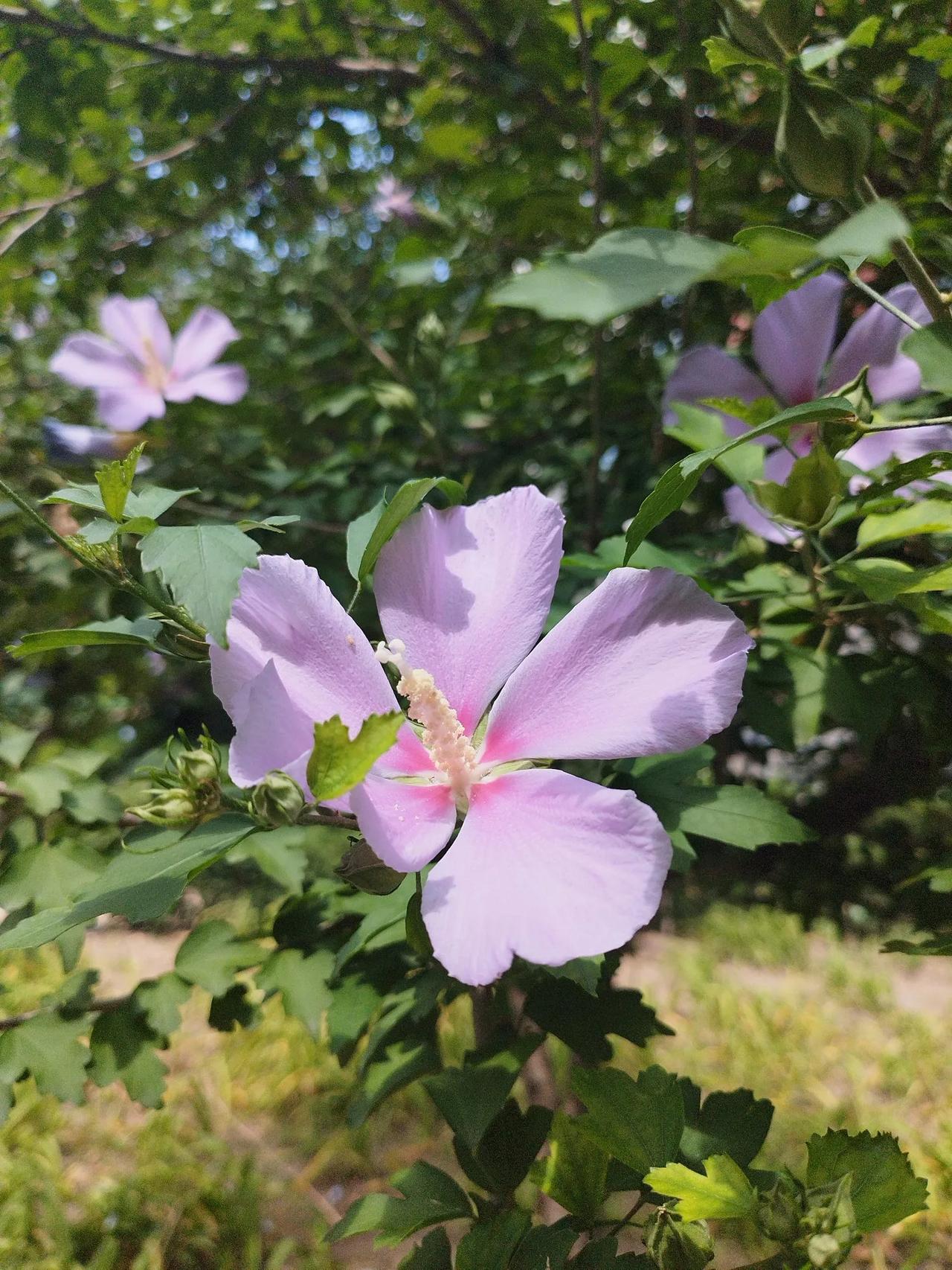 #夏日生活打卡季#西江月   立秋
悄悄秋天已到，
炎炎暑气难消。
莲池岸柳扭蛮