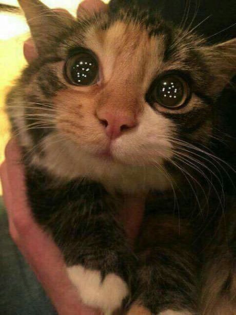 猫咪的眼睛是满天星[憧憬][抱一抱] ​ ​​​