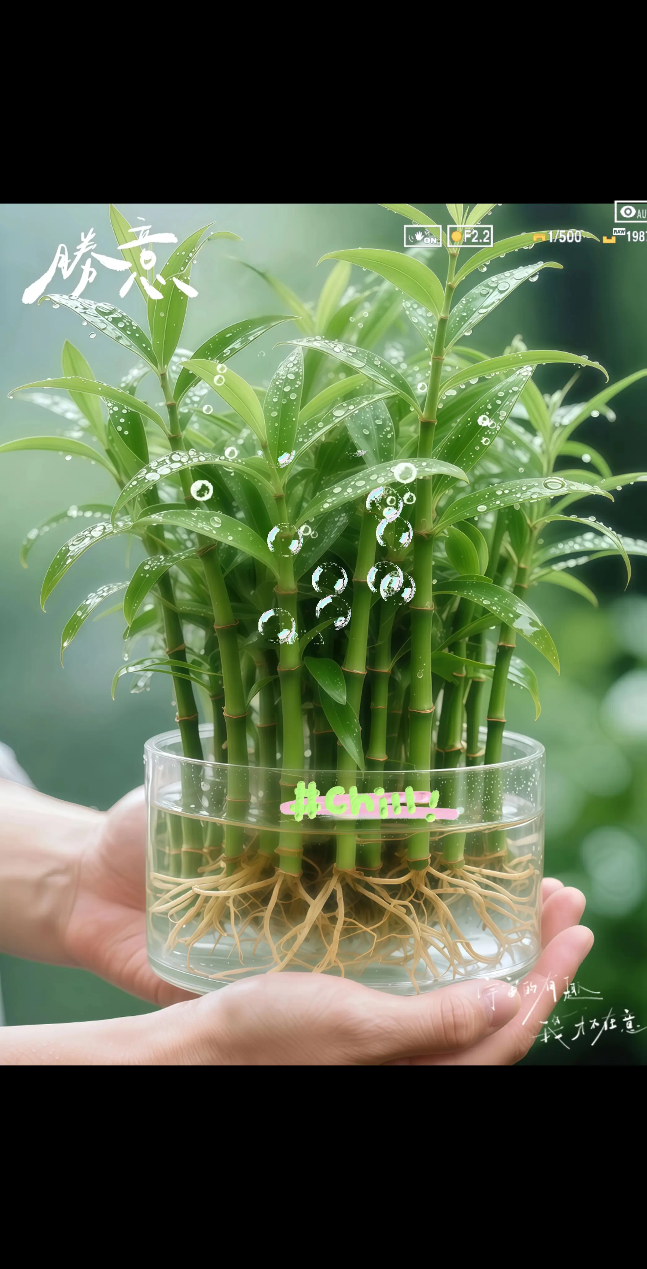 水培竹柏是兼具观赏与净化能力的绿植。其茎干挺拔如竹，叶片厚实呈长椭圆形...