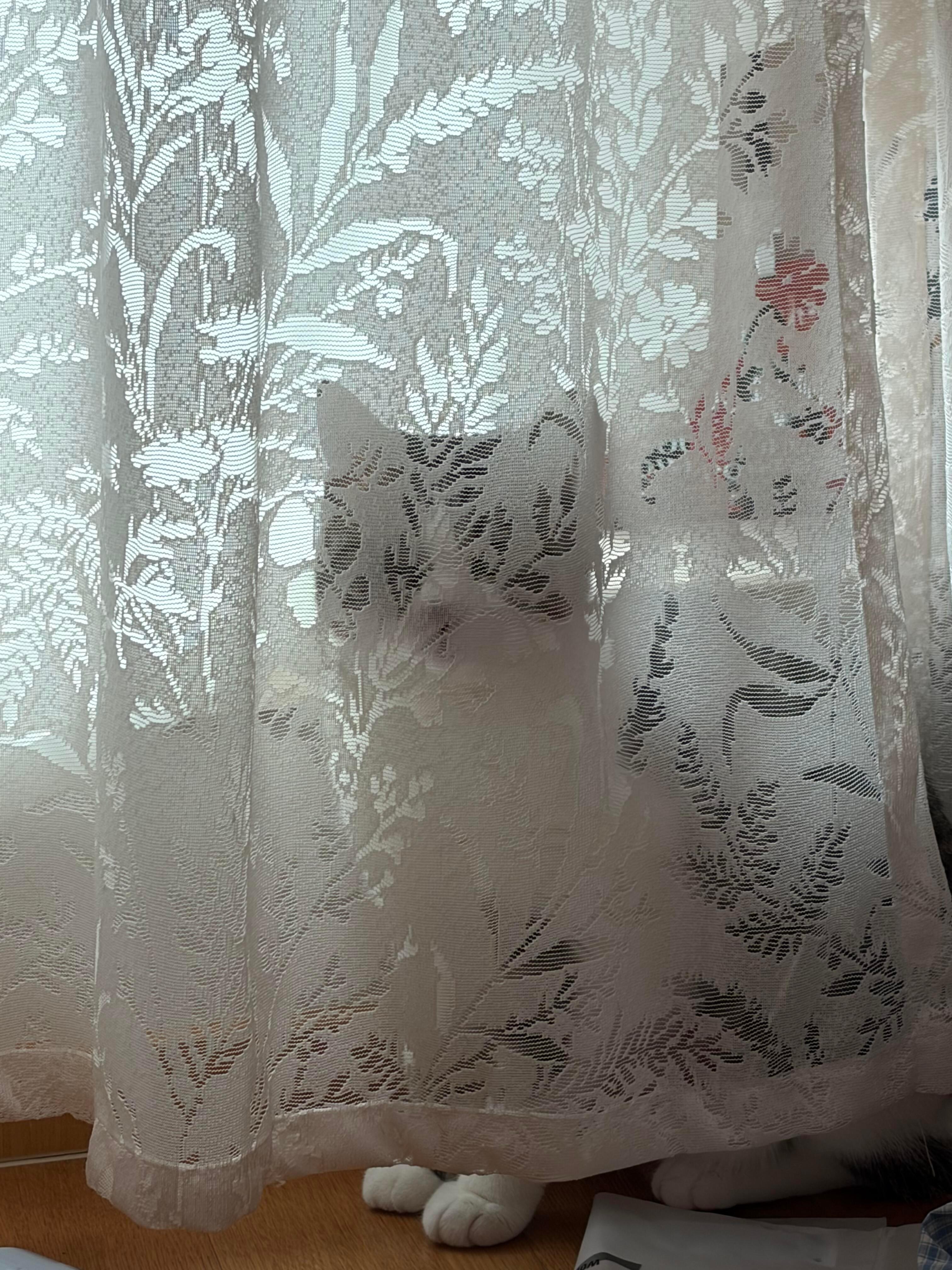 猫纱 ​​​