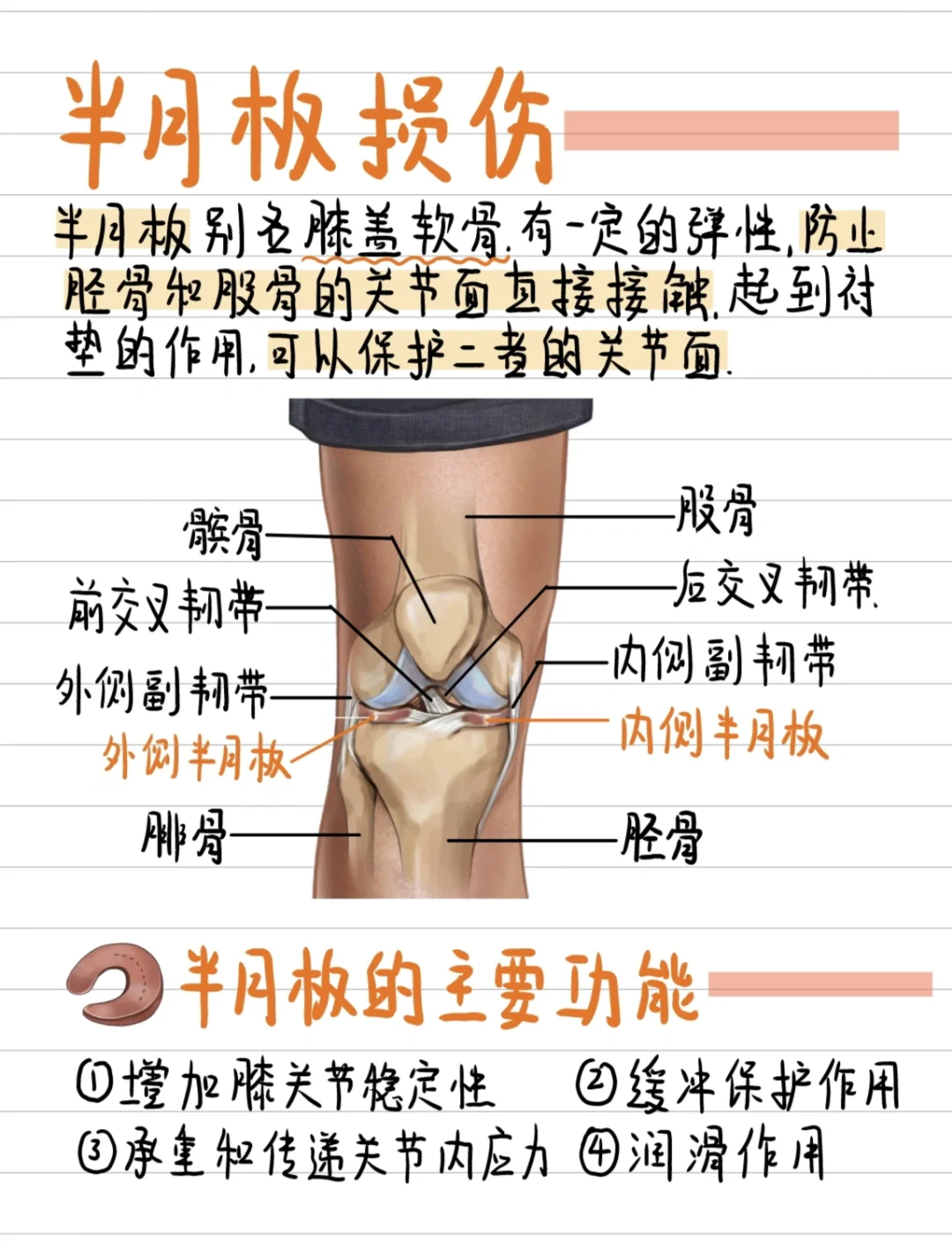 🧑‍⚕️实习笔记：半月板损伤正确做法！