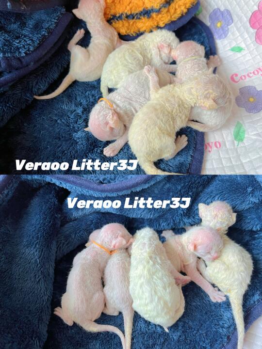 全员蓝眼睛的重点色小可爱们｜德文卷毛猫