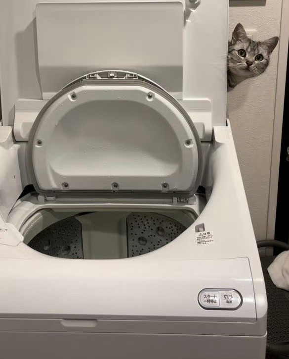 三天没修好的洗衣机，让猫咪修好了[抱一抱] ​​​