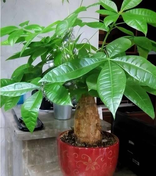 朋友圈都在晒最近的情况，不是旅游就是美食，唯独她晒的是一盆绿意盎然的“金钱树”，