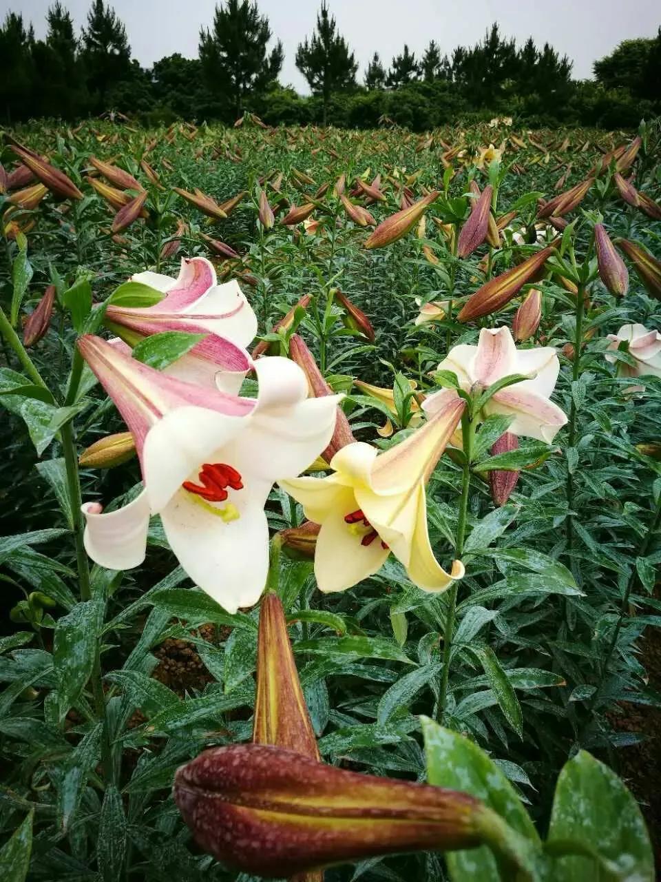 柳梢青•又是龙牙百合花开时
许碧霞（江西）

玉骨凌风，凝脂绽蕊，丰溢香浓。
春