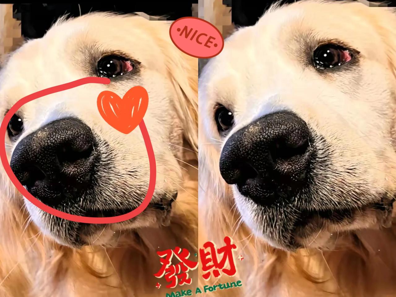看哭了！江苏常州，一只小狗每天去烤鸭店蹭鸭屁股吃，结果老板生意不好搬了新店，本以