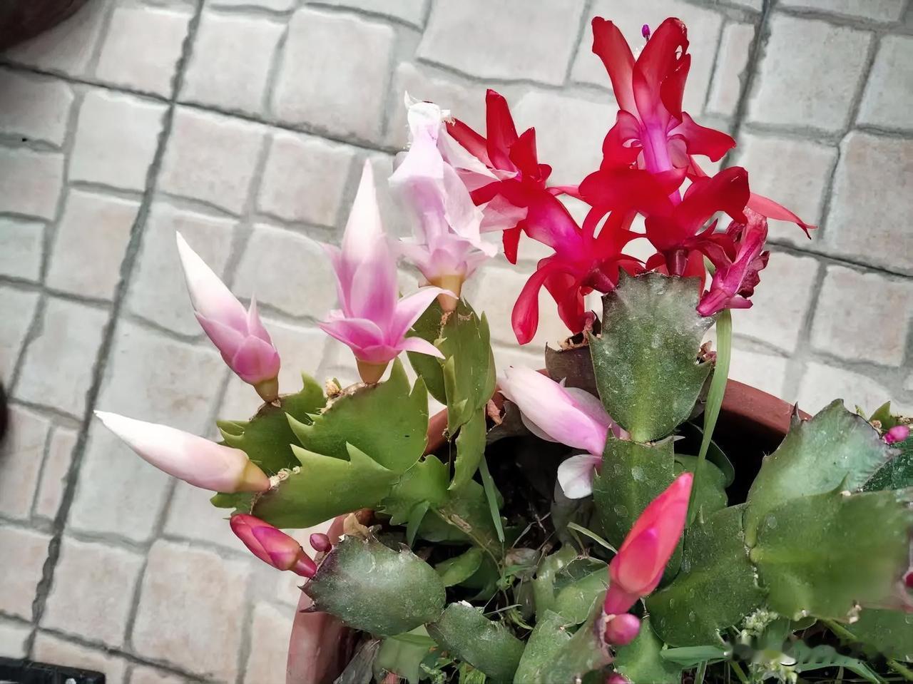 分享你手机中的花花草草今年的蟹爪蓝开得好旺盛。