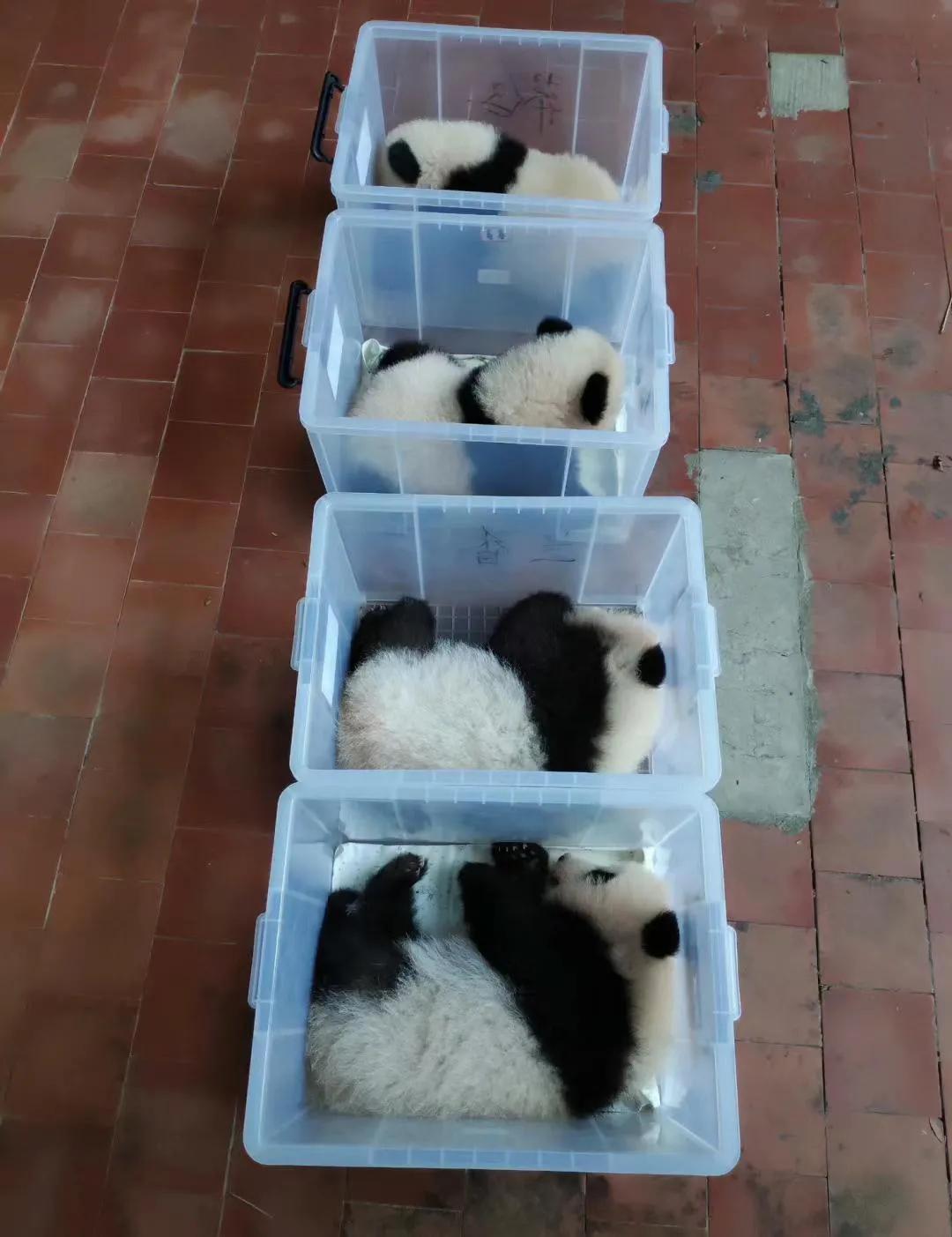 包装完毕，准备上架小黄车[爱慕][爱慕][爱慕]