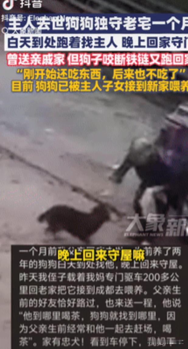 看哭了！四川绵阳，一男子因病去世，狗狗独自守护老房子1个月，白天到处跑着去找“主