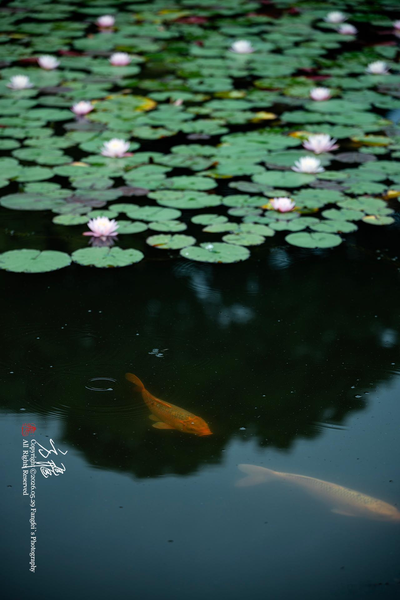 莲莲有鱼 