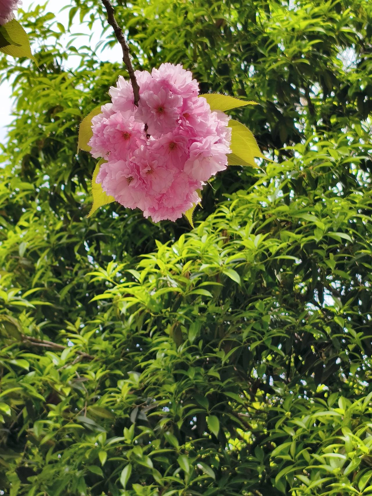 今日开销记账还是在家呆着省钱[大笑]

清明三天假，岀去转了几天，一天比一天花钱