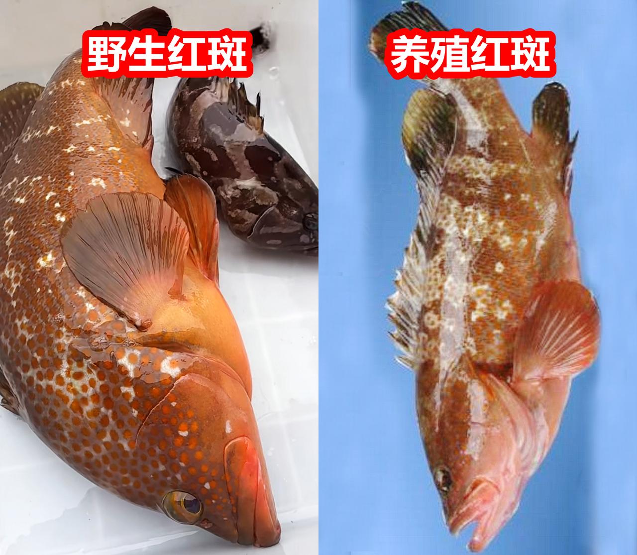 赤点石斑鱼为何叫“红”斑？
很多接触过红斑（赤点石斑鱼）的朋友，都会有疑惑，为何