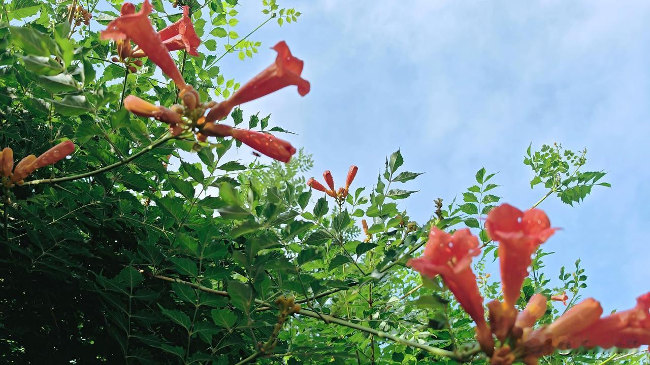 《凌霄志》

借得高枝向日开，
丹心岂肯染尘埃。
纵然风雨摧颜色，
犹有清香入梦