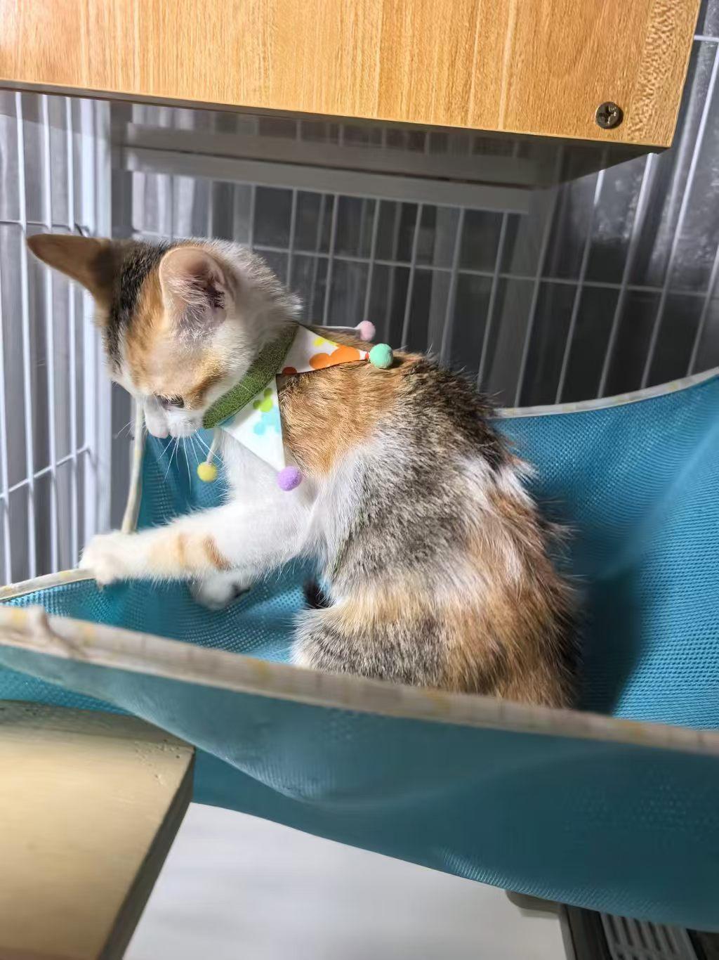 珠海，救助的流浪猫寻找爱心领养

宠物品种:三花
宠物名 ：小核桃
性别 ：母