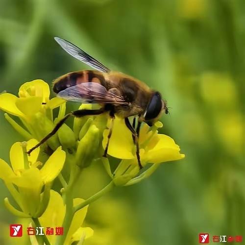 金三良言！
[比心][呲牙][呲牙][呲牙]‼️