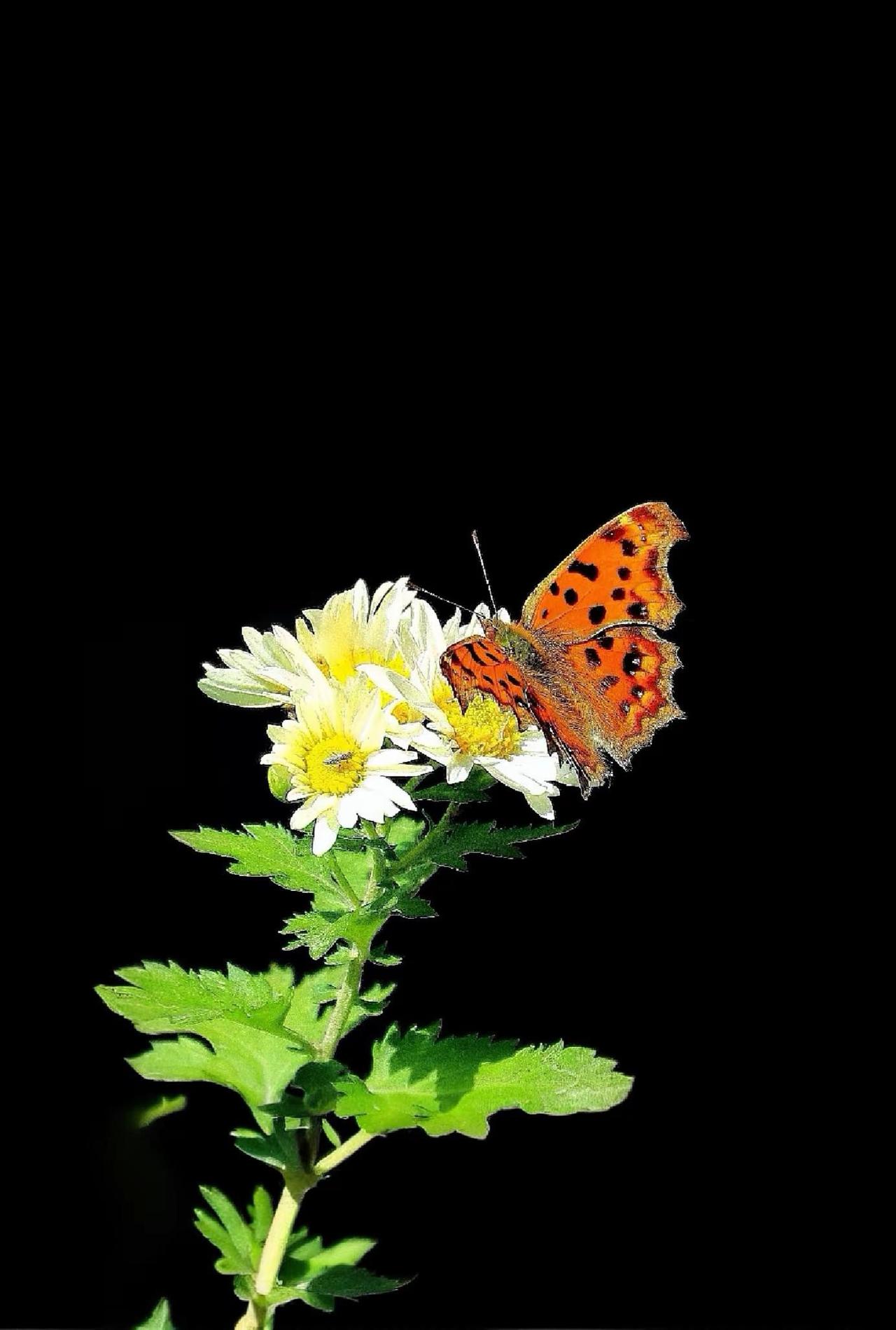 蝶恋花。