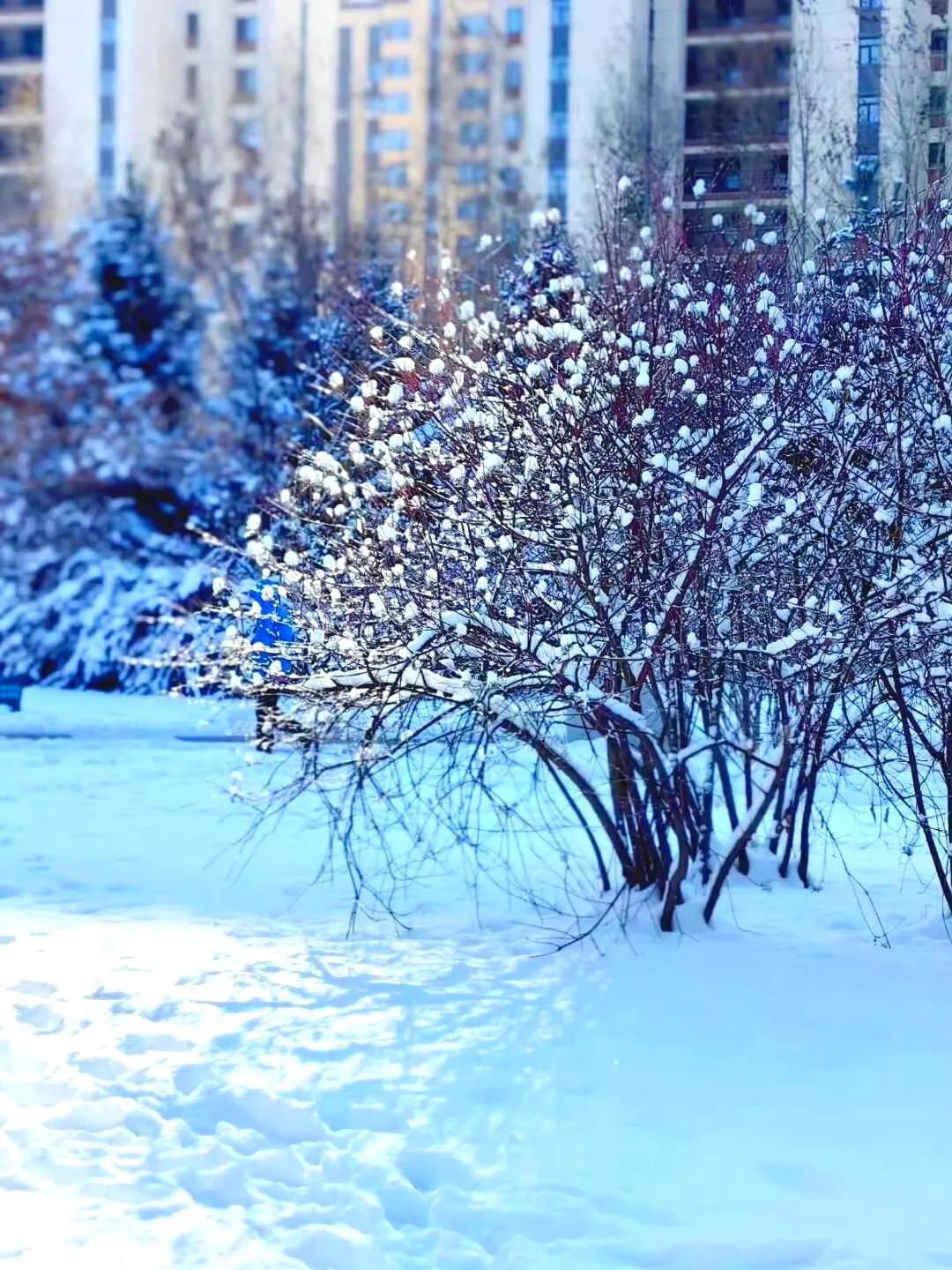 年的帷幕正在缓缓拉开，一场雪带着丝丝甜蜜诠释了瑞雪兆丰年的寓意，大雪留白，天地素