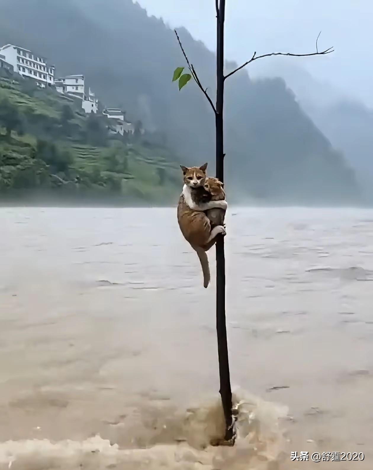 最近多地暴雨成灾，看到一只流浪猫妈妈和两只幼崽被困洪水的画面，心都揪起来了。
暴