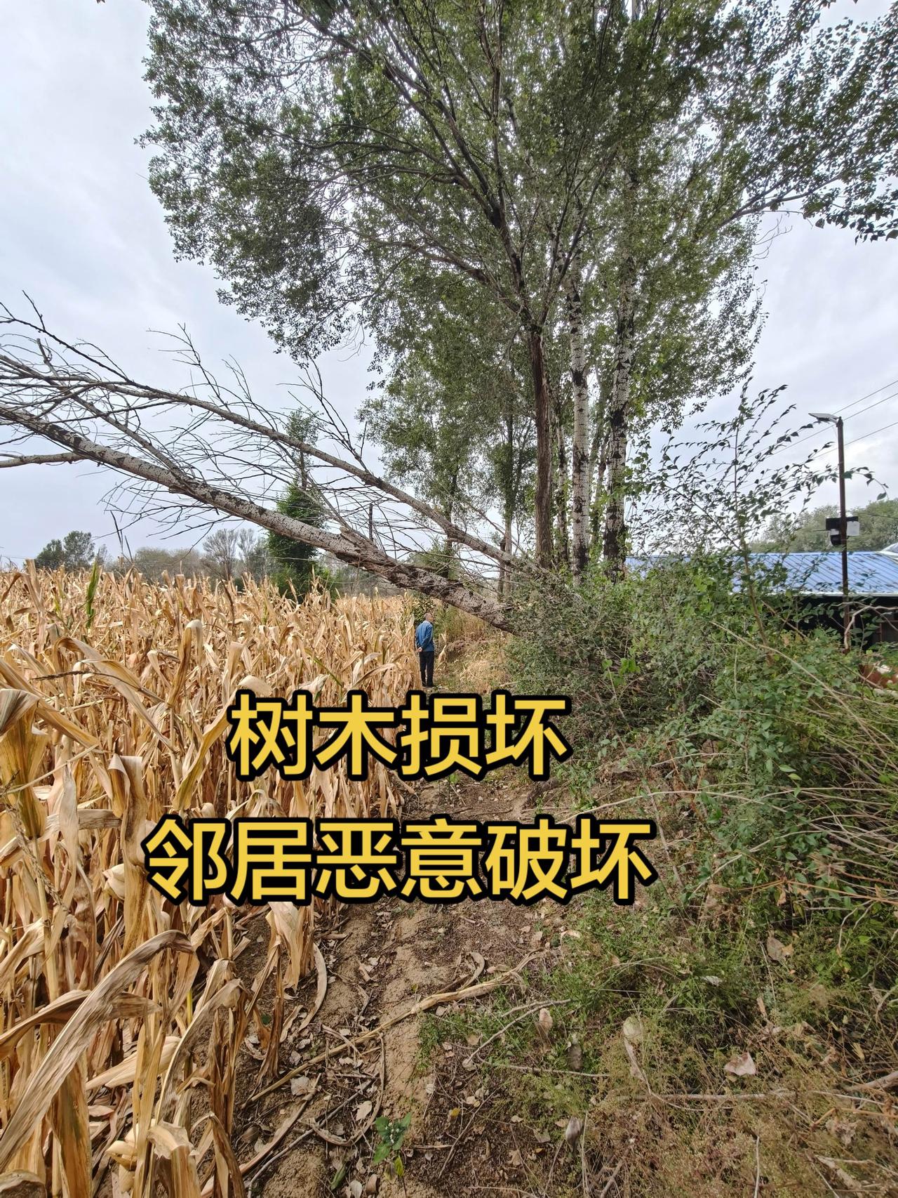 恶毒的农村人非常多，包括一些恶毒的邻居。记录我的放羊养羊生活 真实乡村种养 生态