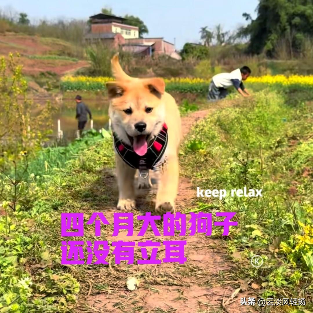 四川的一位网友，也是我的粉丝，年前在网上买了一只中华田园犬，花了一千多块钱。小狗