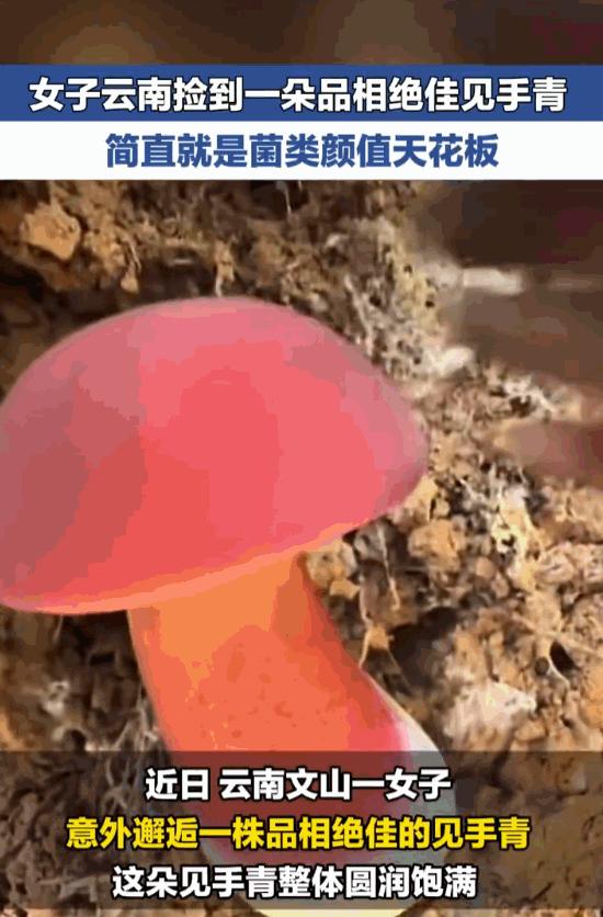 天降横财！云南，一位女子进山溜达，本想着体验下山野乐趣，结果一不小心，竟然撞上了