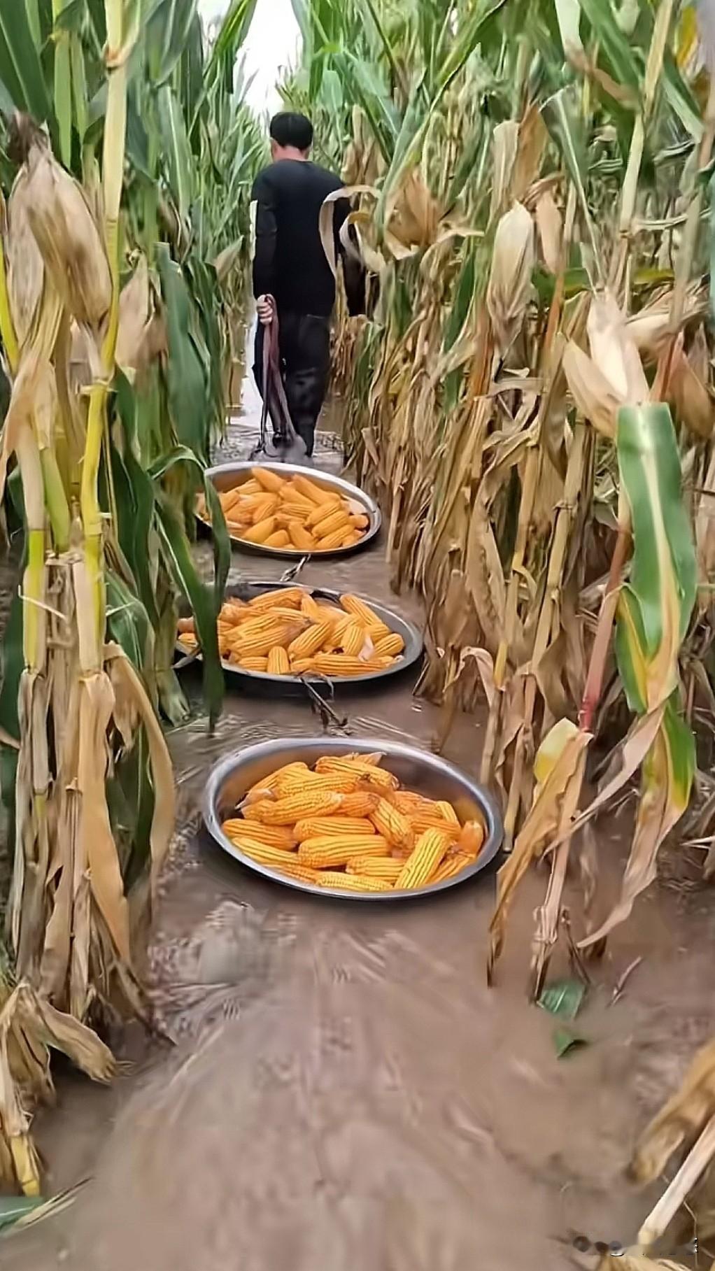 夏季干旱，各地求雨的报告经过一级一级的审核上报，终于在秋季得到了龙王批准同意，正