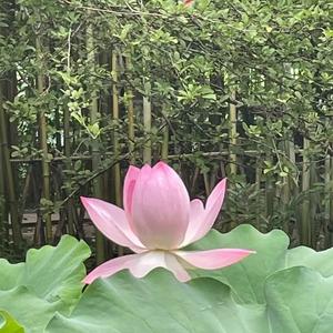 处实近华