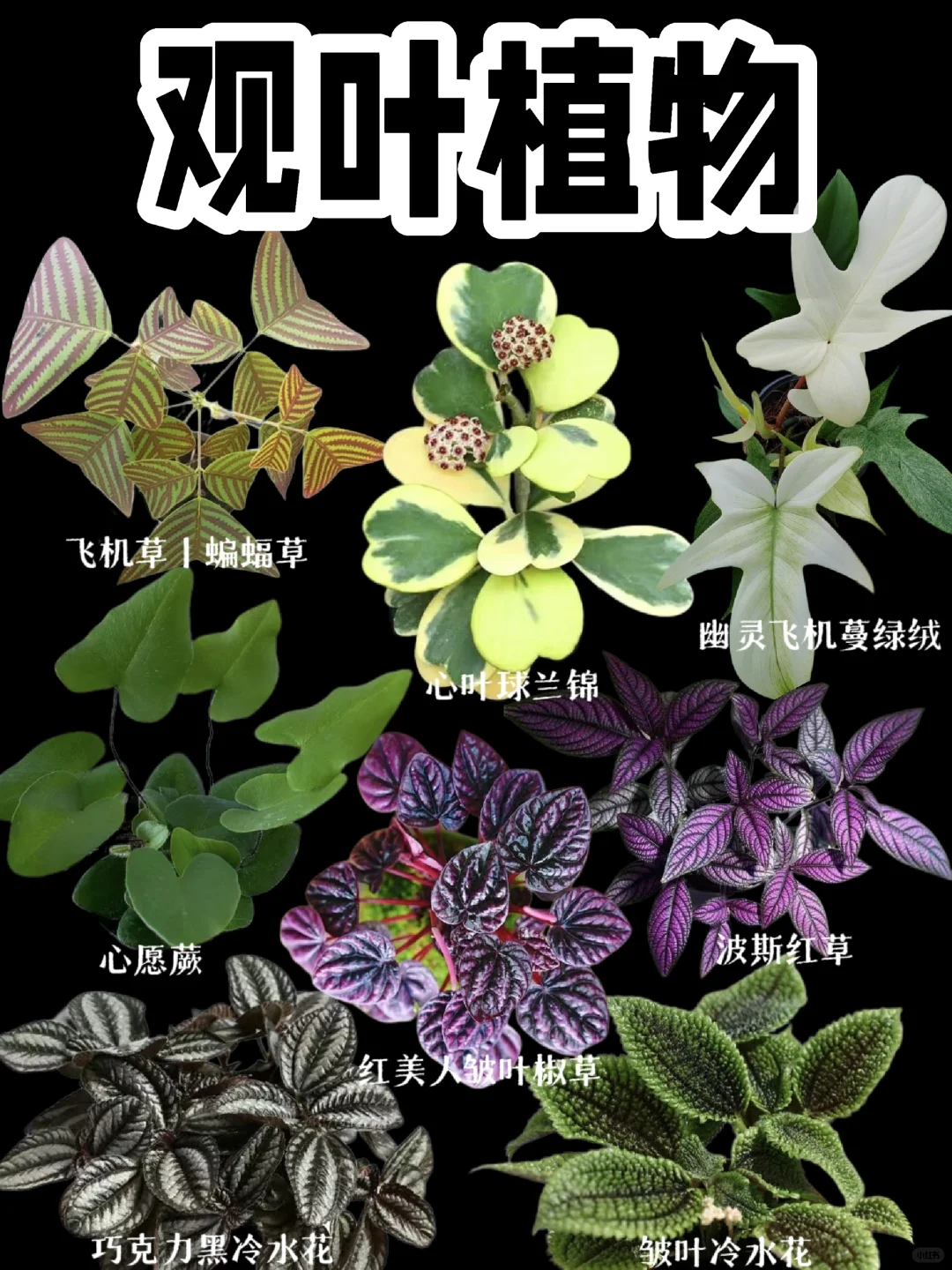 【观叶植物】一个字，美！