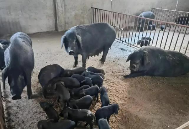 “凭什么找我赔偿？他不偷怎么会死？”陕西男子夜潜养猪场偷小猪崽，被母猪撞翻致死。
